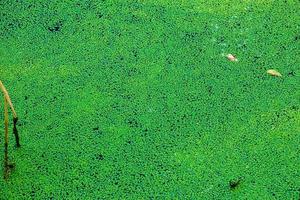 Background with abstract pattern made of aquatic plant Lemna. Green leaves of duckweeds on sunny day photo