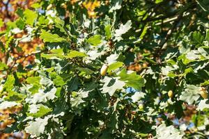 rama de roble pedunculado con bellotas en verano. el nombre latino de este árbol es quercus robur l. foto