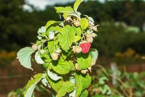 Red raspberry bush RUBUS IDAEUS L with fruits and flowers in a wild garden. Young green shoots with green buds. Selective focus. photo