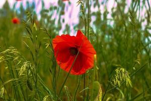 Blooming poppy Papaver rhoeas L. Also called poppy or corn rose, it is a species of plant from the poppy genus Papaver in the poppy family Papaveraceae. photo