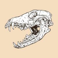 coyote skull head vector illustration