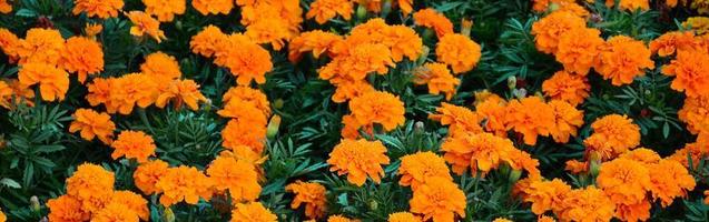 A large number of beautiful bloomed yellow marigolds in an open air flowerbed photo