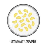 The human microbiome of saccharomyces cerevisiae in a petri dish. Vector image. Bifidobacteria, lactobacilli. Lactic acid bacteria. Illustration in a flat style.