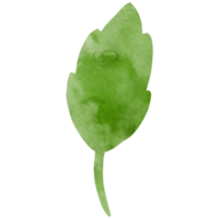 Watercolor simple green leaf. Transparent PNG clipart for design