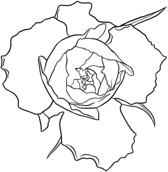 rosa mão desenhada ilustração png