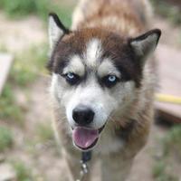 Arctic Malamute with blue eyes muzzle portrait close up. This is a fairly large dog native type photo