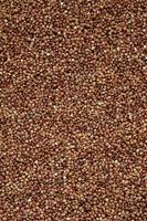 Background texture of a large pile of buckwheat. Many buckwheat grains close-up in daylight photo