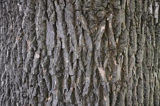 Tree bark texture photo