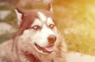 Arctic Malamute with blue eyes muzzle portrait close up. This is a fairly large dog native type photo