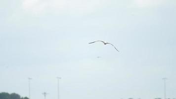 Seagull at runway. Rack focus. Airport of Amsterdam, Holland video