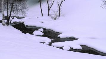 winter landschap. rivier, berk en sneeuw. video