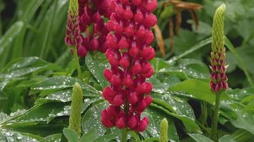 Closeup of fresh vivid green lupine leaves and pink buds under rain video
