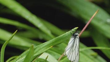 nero venato bianca farfalla aporia Crataegi su tulipano foglia. video