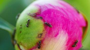 Black garden ants on a pink peony bud. Insect ants love sweets video