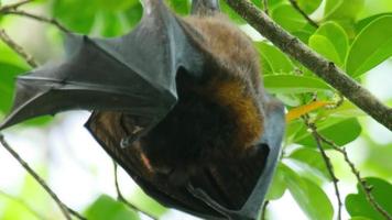 Flying fox hangs upside down holding on to a tree in its usual habitat in a forest with green plants video