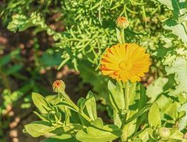 Beautiful calendula flowers in summer garden. Marigold flower. photo