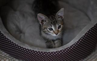lindo gatito gris con una mirada encantadora foto