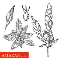 amaranth plant. Vector botanical illustration. Amaranth Medical plants