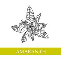 amaranth plant. Vector botanical illustration. AmaranthMedical plants