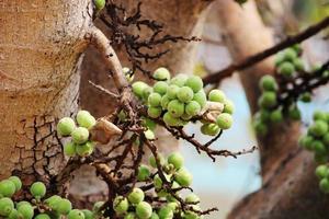 Cluster Fig Fruits, Vijayapura, Karnataka. photo