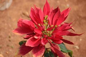 Close-up view of Poinsettia Flowers. photo