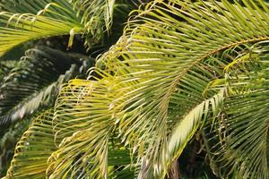 hojas de palmera real. foto