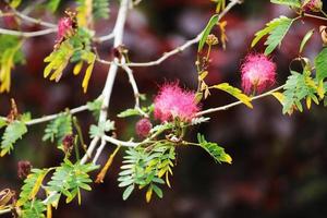 Close up view of the wild plant flowers. photo