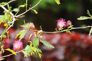 Close up view of the wild plant flowers. photo