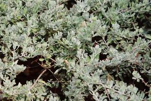 Wild Vine Leaves. photo
