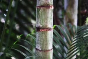 Royal Palm Tree Stem. photo