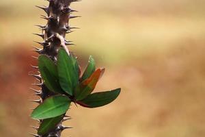 Euphorbia Milii Leaves. photo