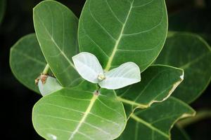 Calotropis Gigantea Leaves. photo