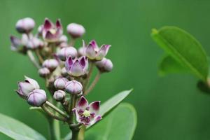 flores de calotropis gigantea. foto