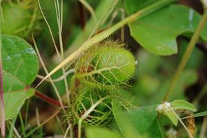 fruto de plantas silvestres. foto