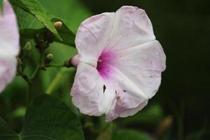 flor de ipomoea carnea. foto