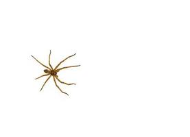 Brown Asian house spider isolated on white background. photo