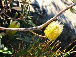 Banksia marginata florece en su rama en el bosque australiano. foto