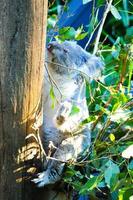 solo koala quedándose en la rama de árboles verdes. foto