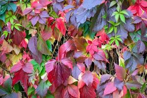 hojas coloridas de uvas silvestres en otoño foto