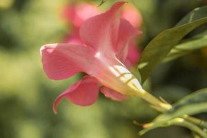 Brazillian Jasmine . Pink bloom . Side view photo