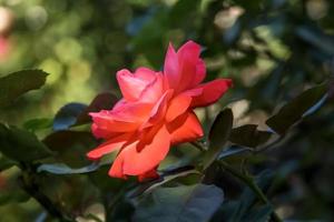 Rosa de té . sola floración. rojo foto