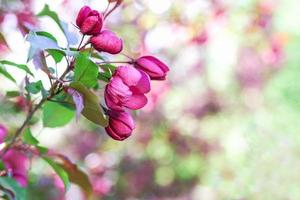 Red apple tree flowers in in springtime on blurred background and copy space. Spring season concept. photo