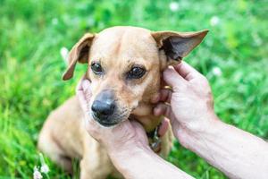 Owner holding dog's face in hands with great love and care. photo