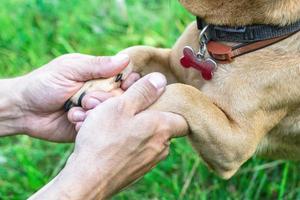 patas de perro en manos del dueño. concepto de amistad y relación entre hombre y perro. foto