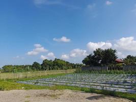 blue sky with puffy clouds over rice fields background photo