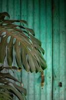 old typical vintage wooden door, monstera deliciosa, Ceriman, shadows and lights photo