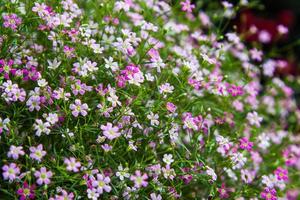 Closeup of gypsophila flower photo