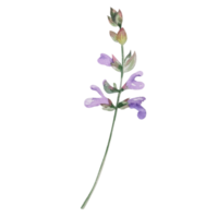 Watercolor herb of sage png