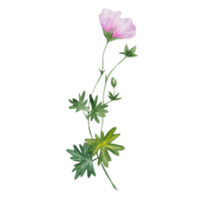 fleur de géranium rose aquarelle png