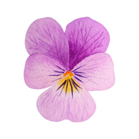 Watercolor spring flower png